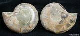 Inch Split Ammonite Pair #2666-1
